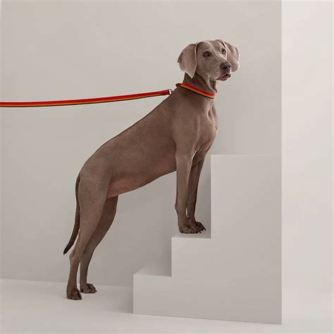 hermes leather dog leash|Hermes dog collar and leash.